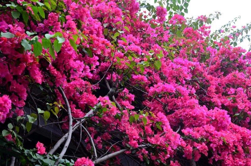 三角梅花墙 (五) 完