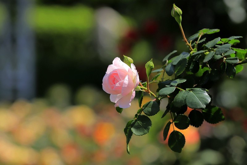 月季花(14)