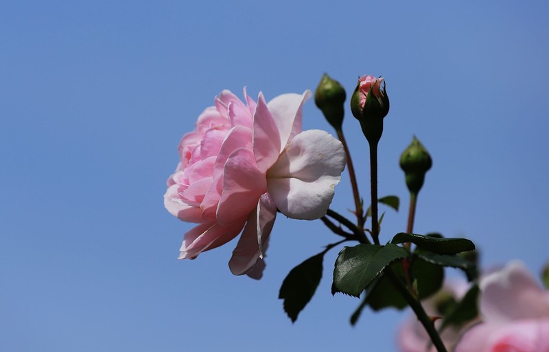 月季花(14)