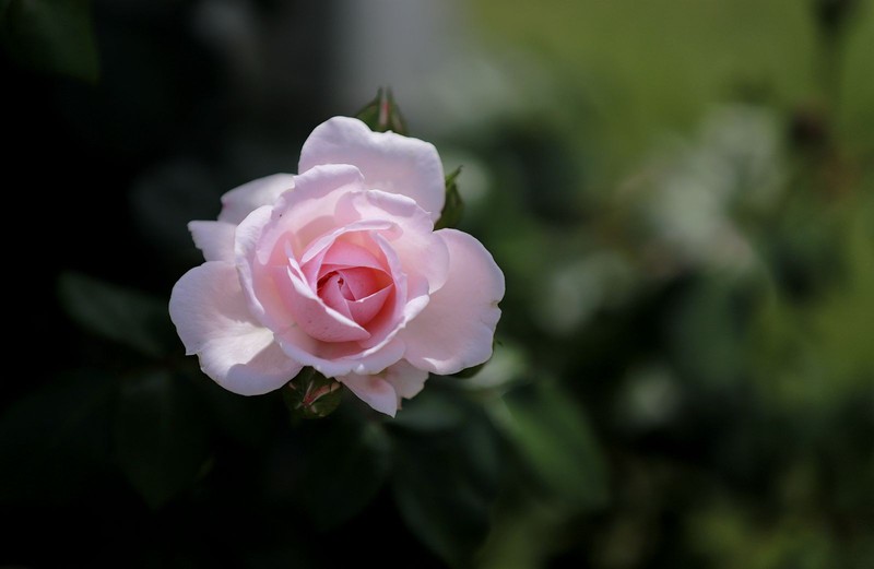 月季花(14)