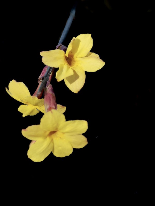 迎春花开（4）
