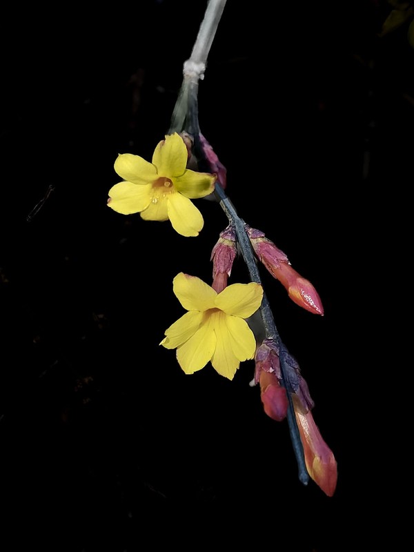 迎春花开（4）