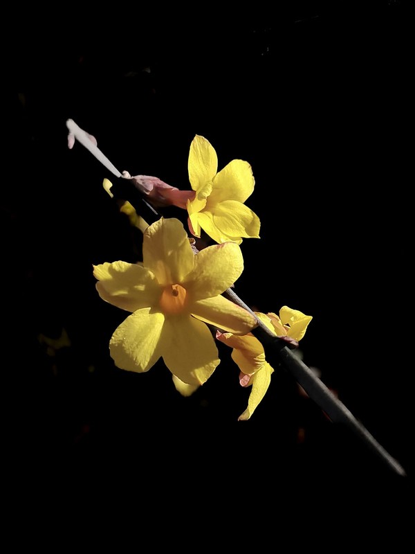 迎春花开（4）