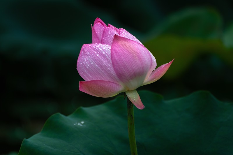 雨后荷花