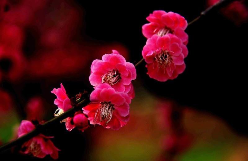 花卉  10
