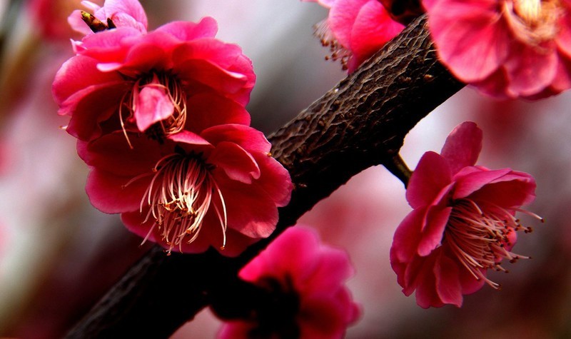 花卉  10