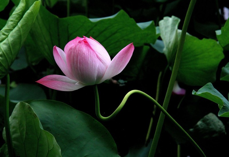 花卉  11