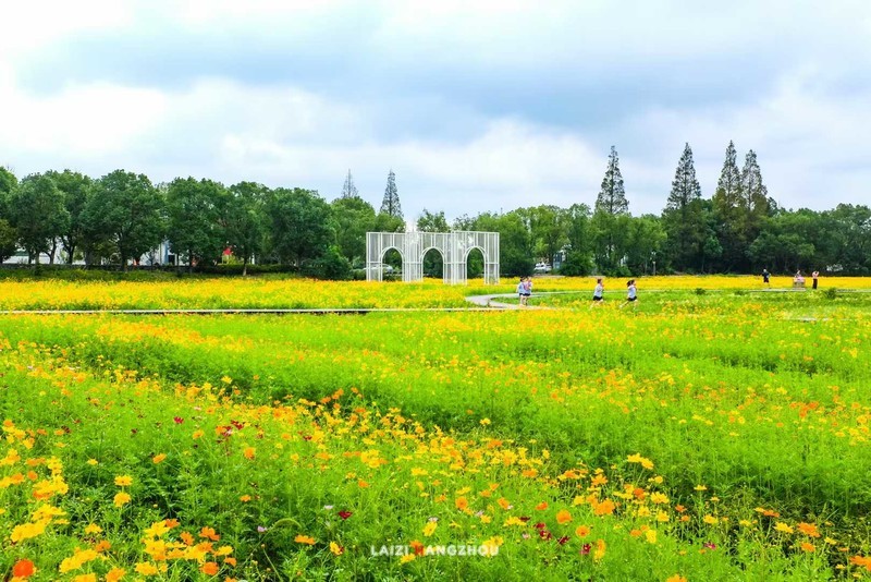 宁波九龙湖孟家花海