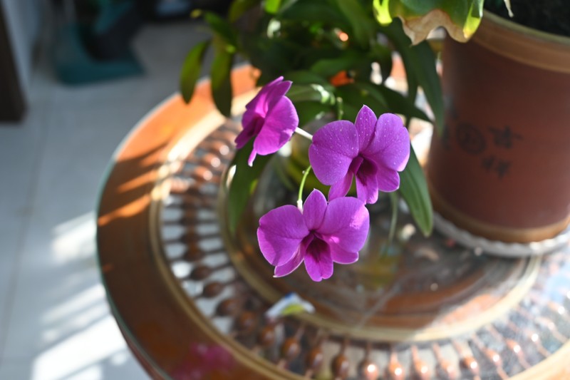 石斛花