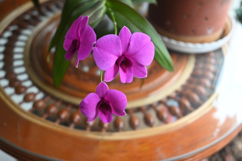 石斛花