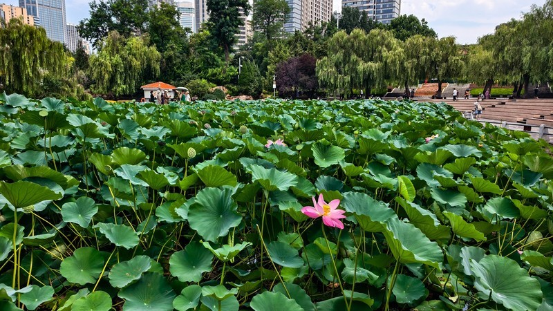 雨 后 荷 塘