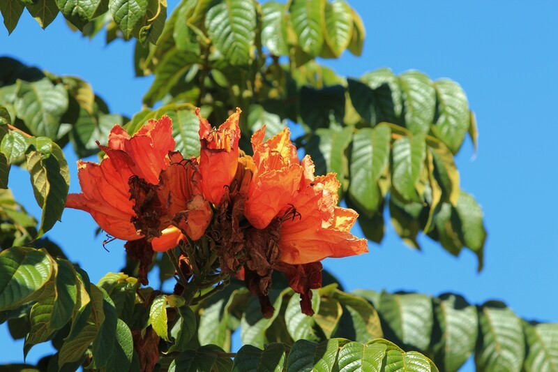 拍摄花卉一（898）