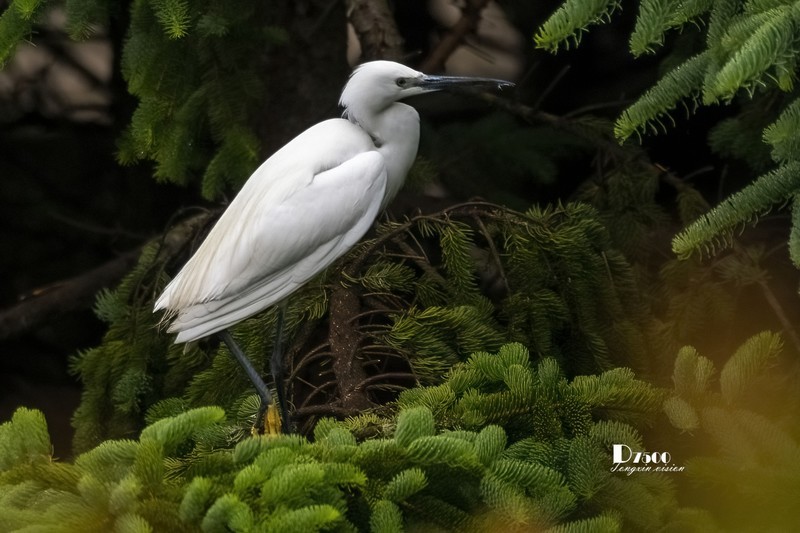 鹜岛里的白鹭（88）