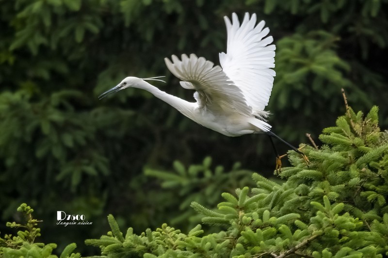 鹜岛里的白鹭（88）