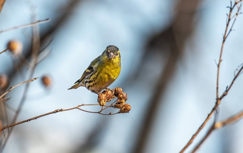 小黄雀（八十六）