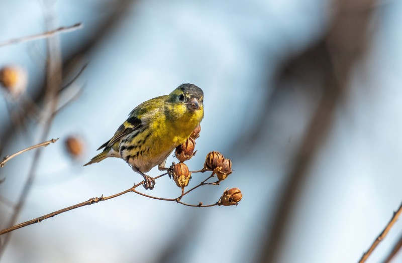 小黄雀（八十六）