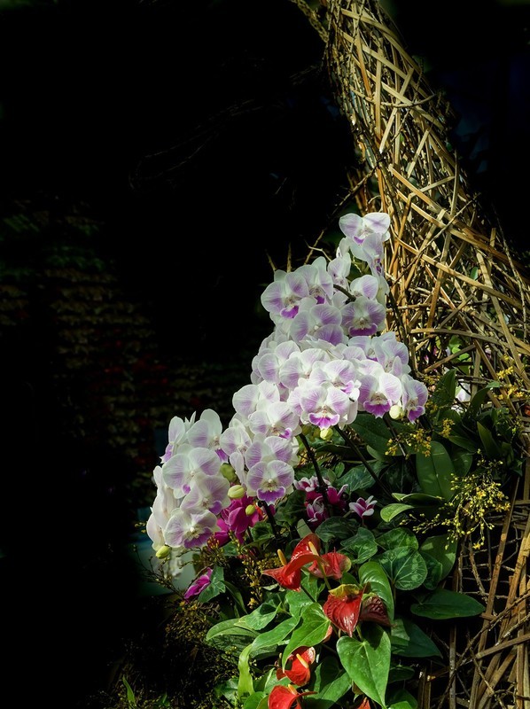 室内花卉（11）