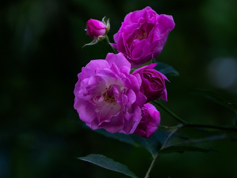 蔷wei花