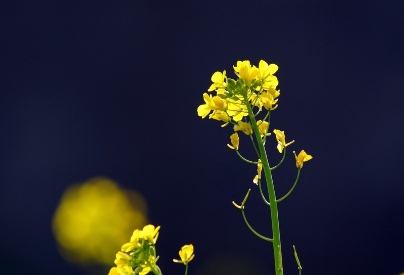 春风暖大地，油菜花儿开。