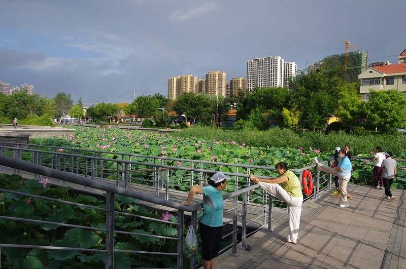 2026--荷影--8