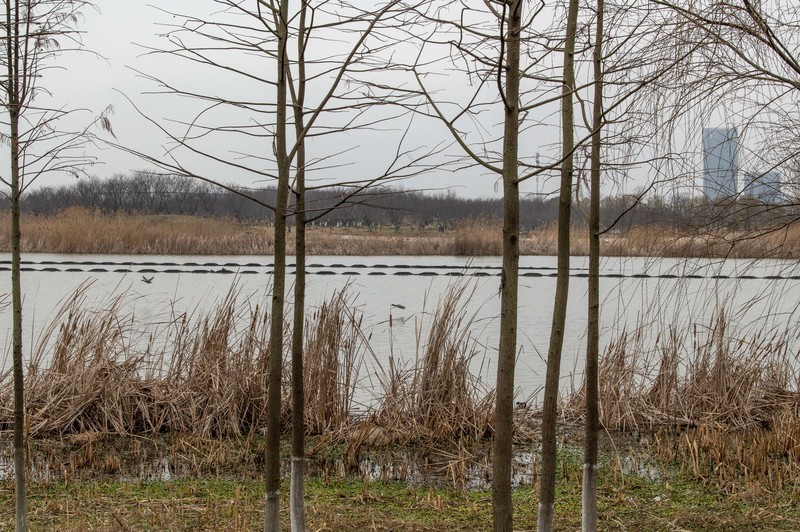 庐州印象（587）方兴湖湿地公园