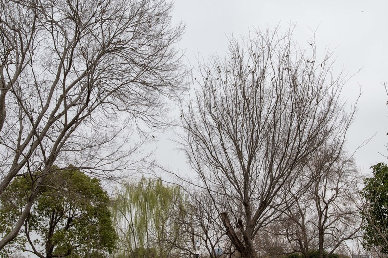 庐州印象（587）方兴湖湿地公园