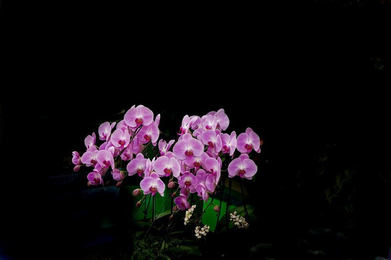 室内花卉（12）