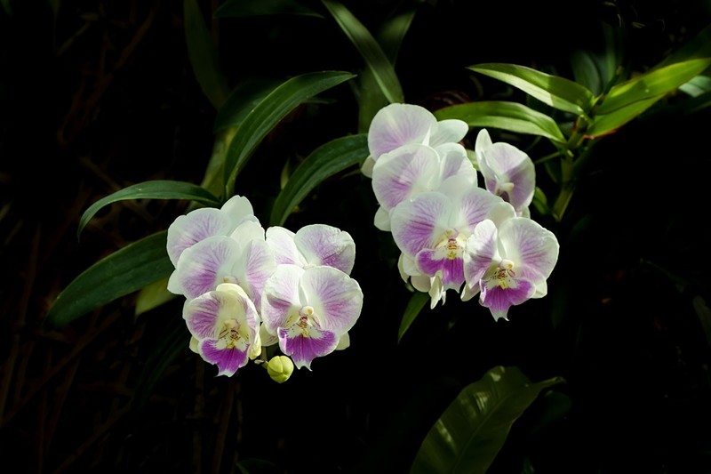 室内花卉（12）