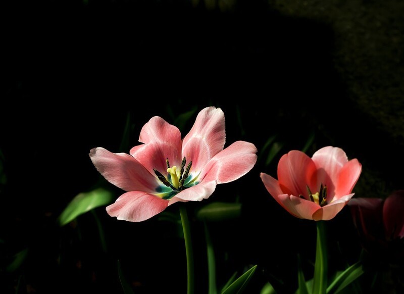 室内花卉（12）