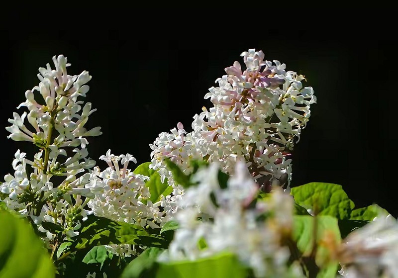 小区里的丁香花