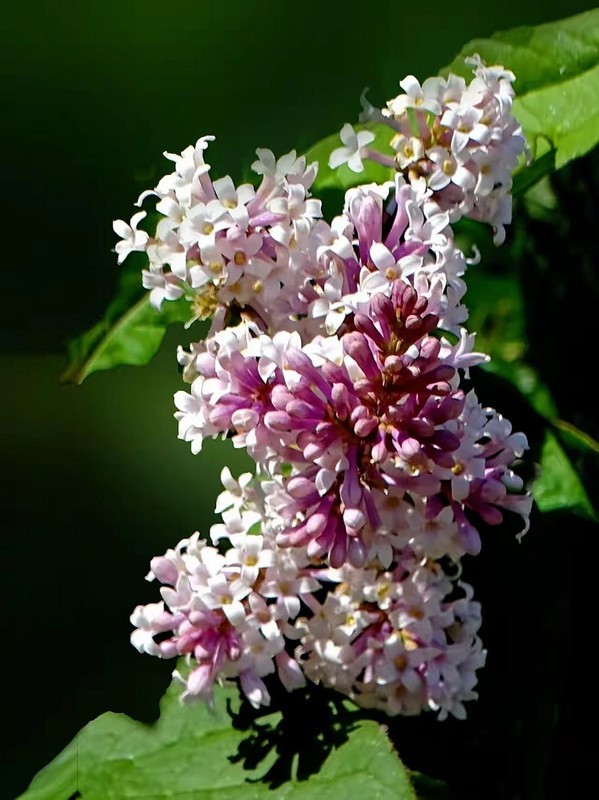 小区里的丁香花