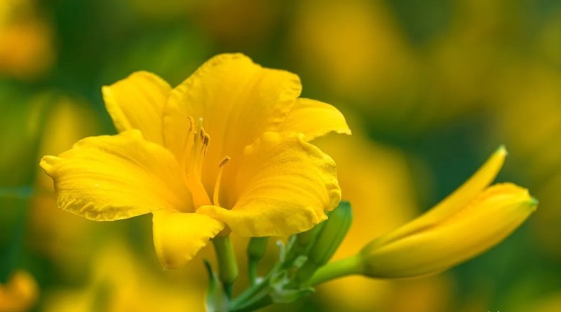 萱草花