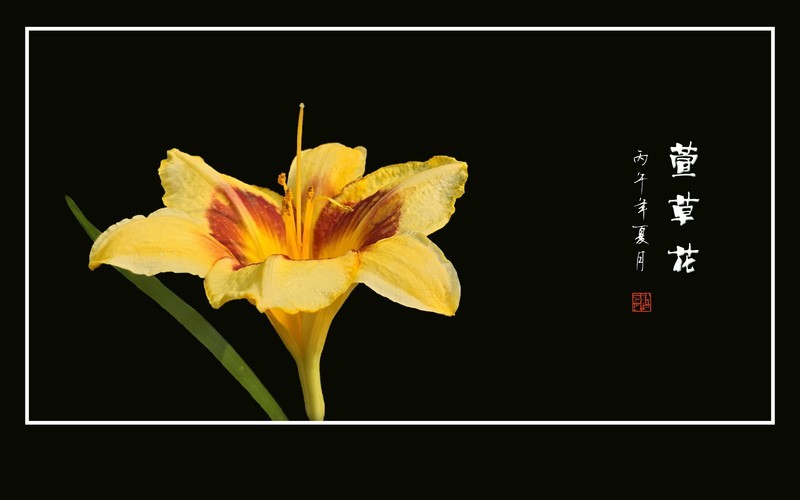 鲜艳漂亮的萱草花