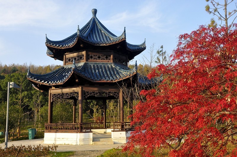 湿地—枫叶红了