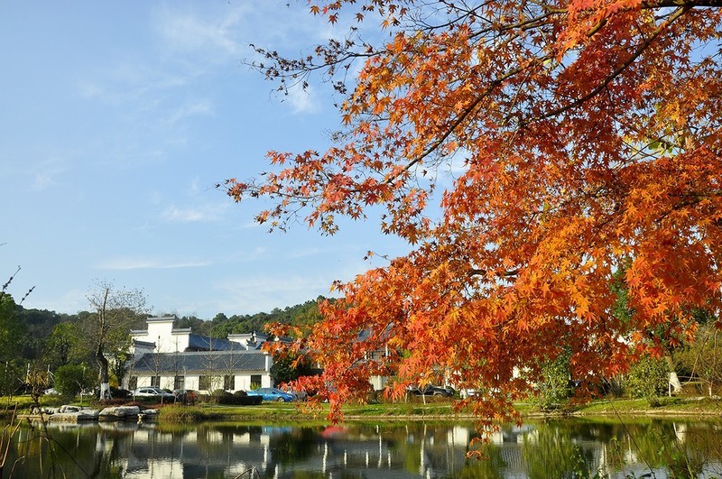 湿地—枫叶红了