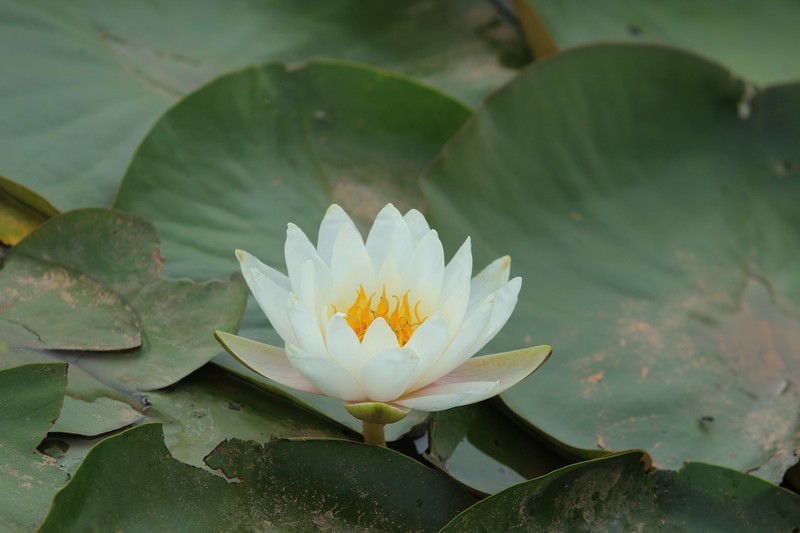 拍摄花卉一（1204）