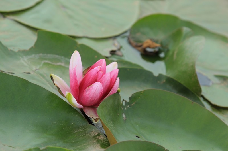 拍摄花卉一（1204）