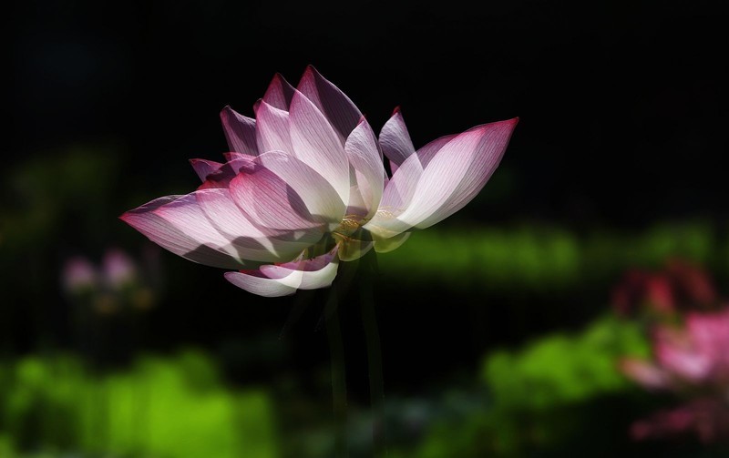 荷花 (55)