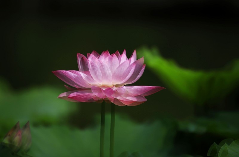 荷花 (55)