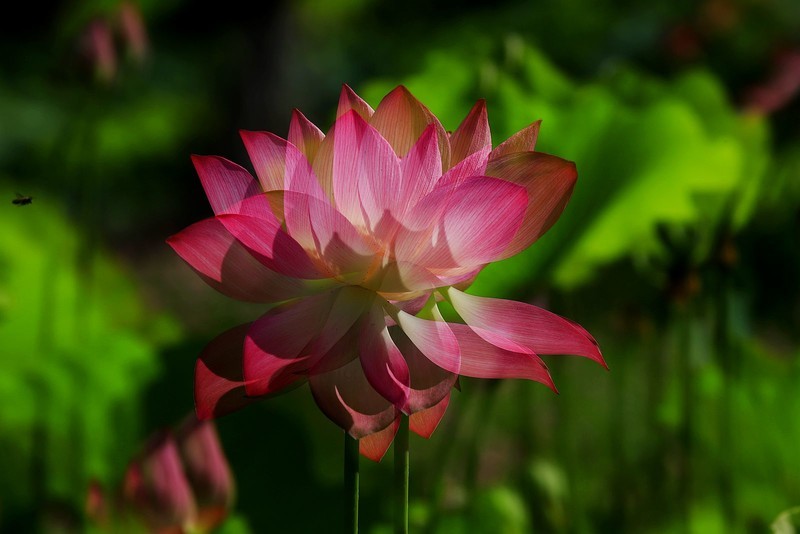 荷花 (55)