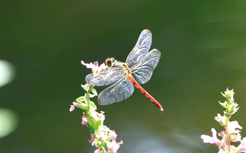 蜻蜒