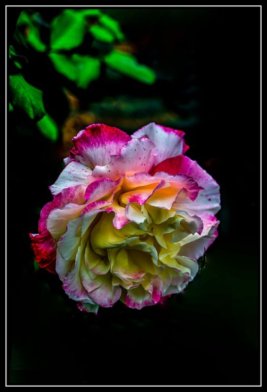 特写      月季花开  t