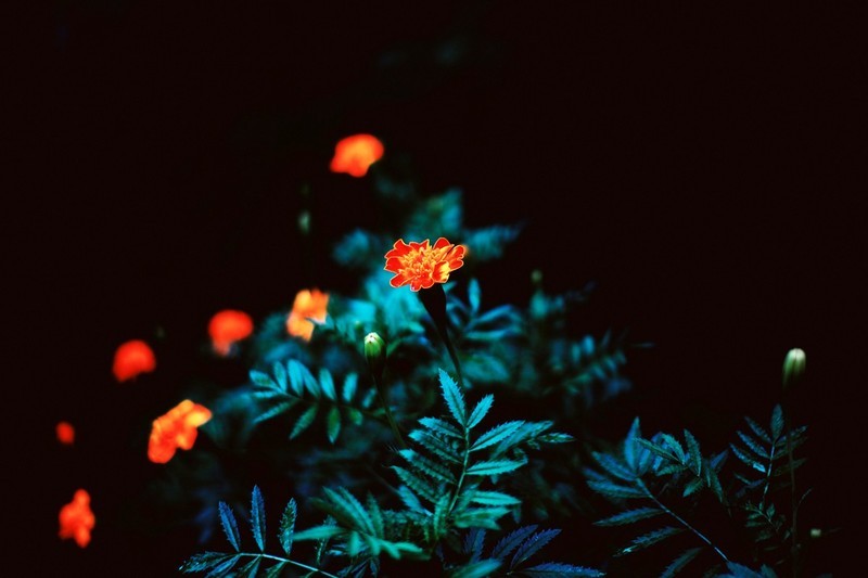 野菊花