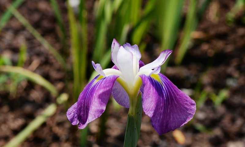 鸢尾（六）