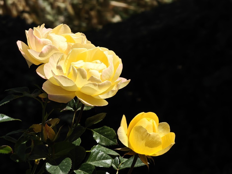 拍摄花卉一（904）