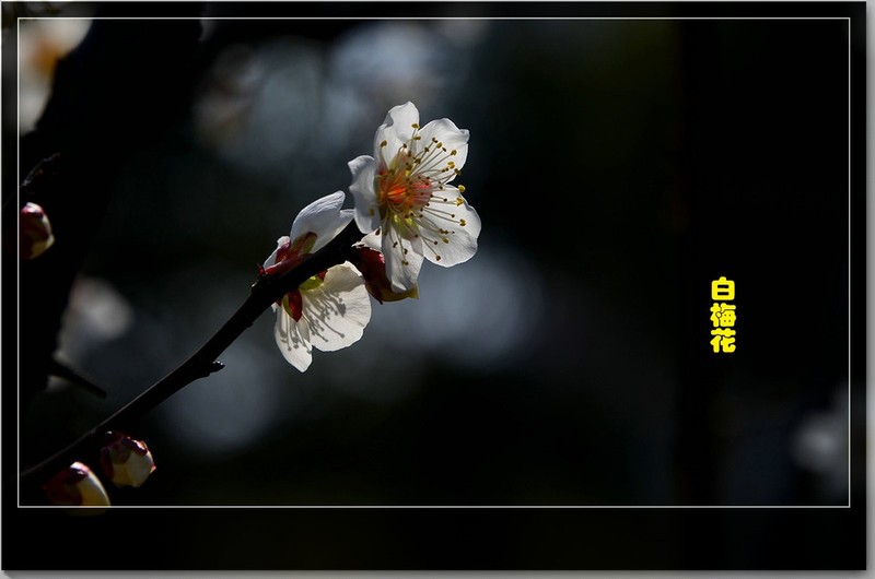 白梅花