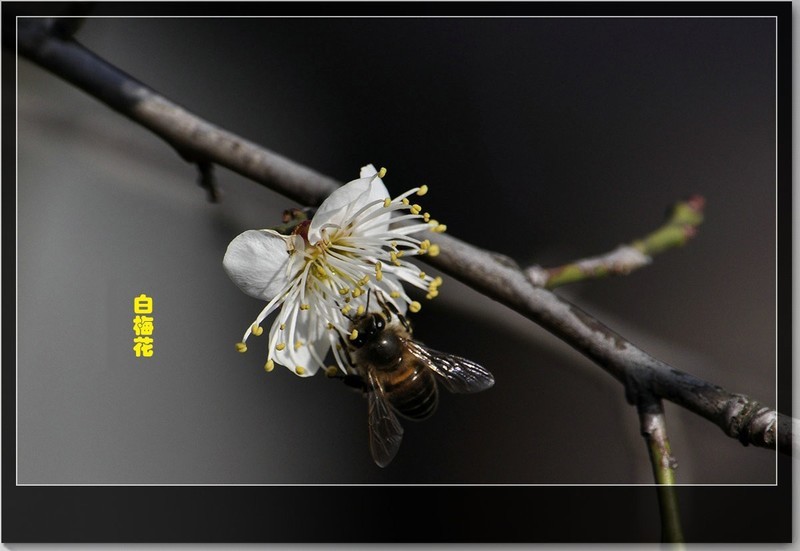 白梅花