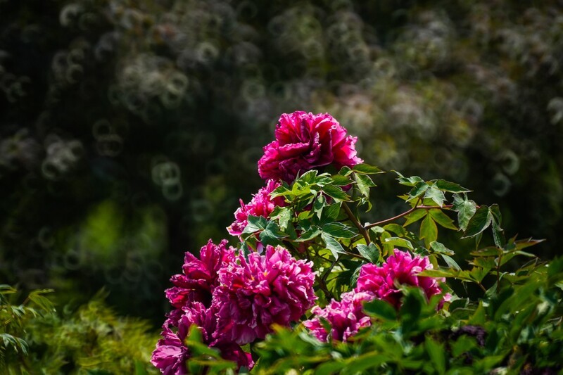 牡 丹 花 开 贵 人 来