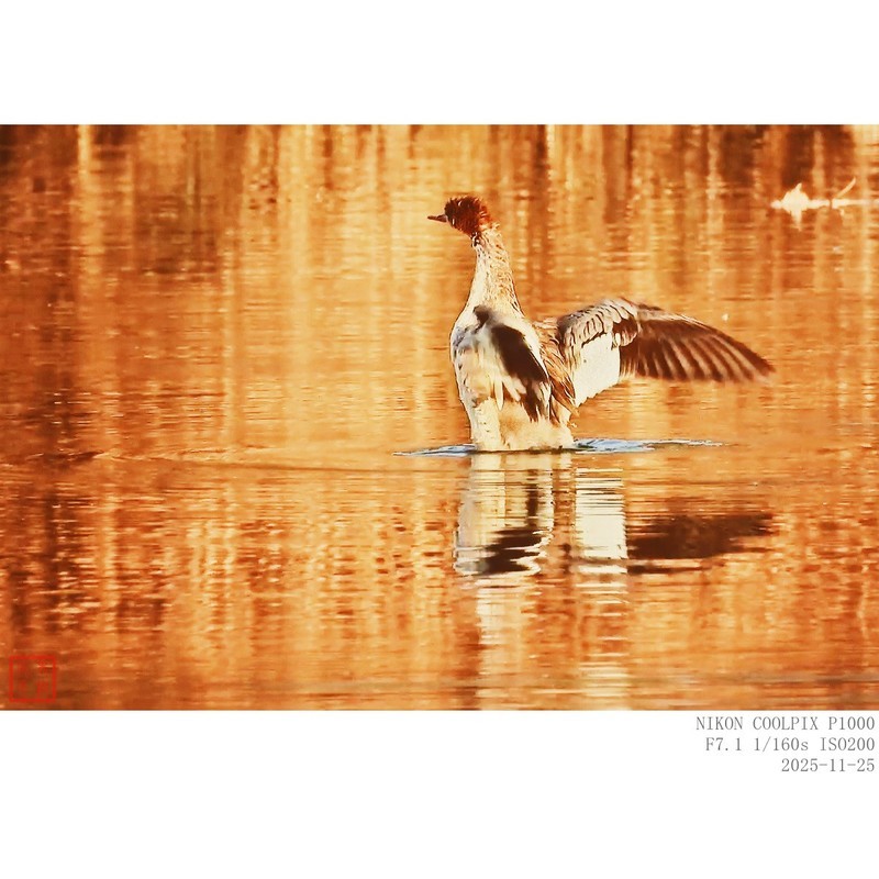 红胸秋沙鸭和普通秋沙鸭