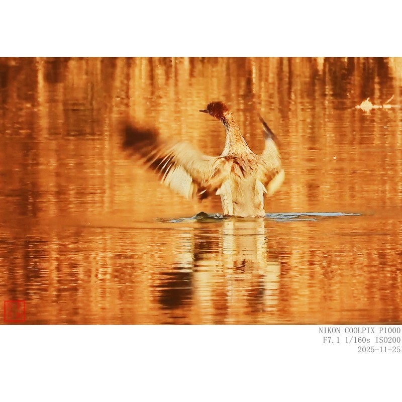 红胸秋沙鸭和普通秋沙鸭